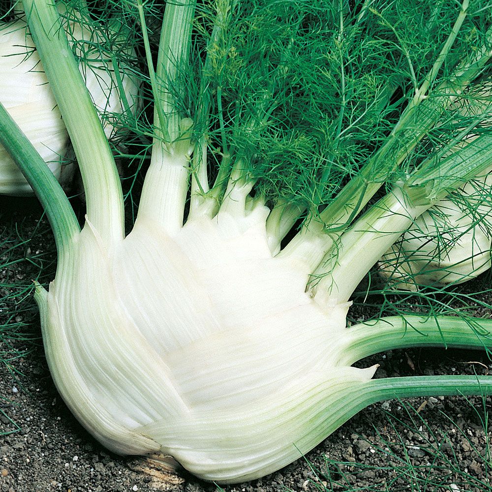 Sötfänkål 'Fino' Vit knöl med gröna dillika blad, välgrenad med delikat smak