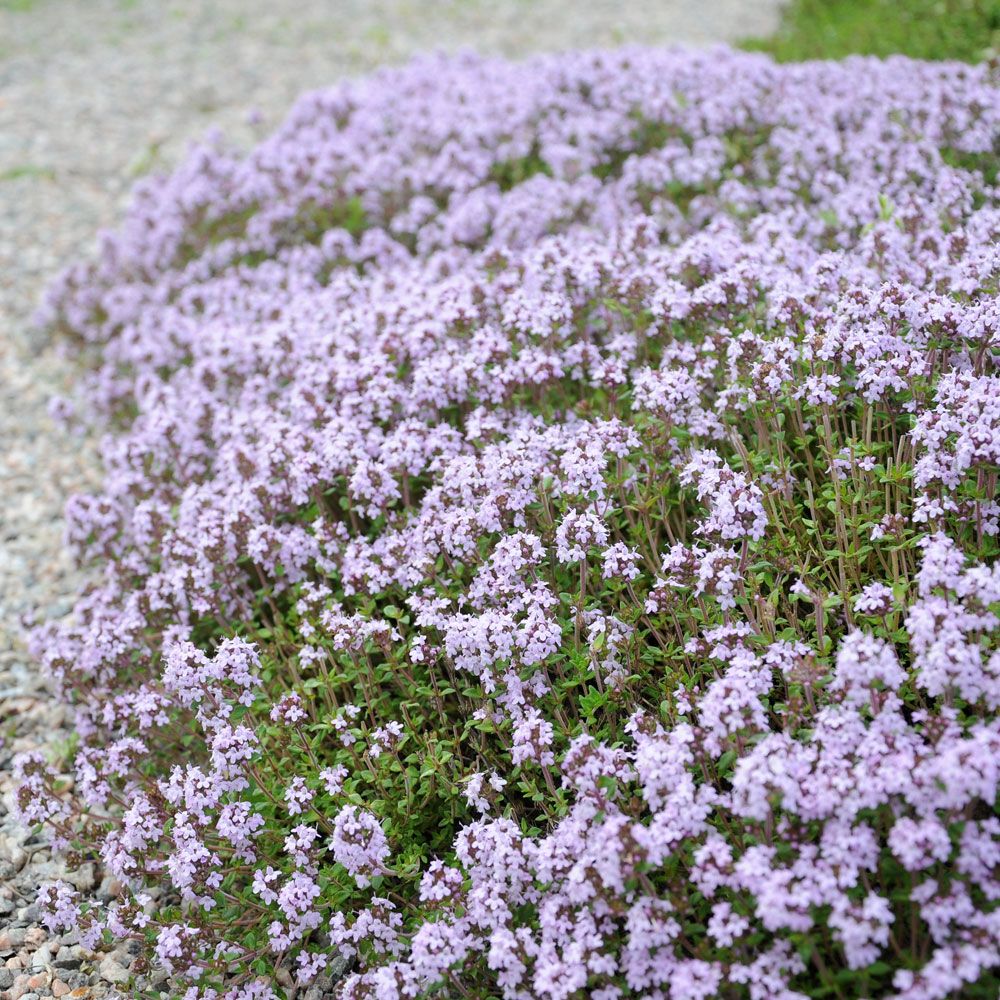 Kryddtimjan, Vintergrön halvbuske med purpurrosa blommor och aromatiskt bladverk