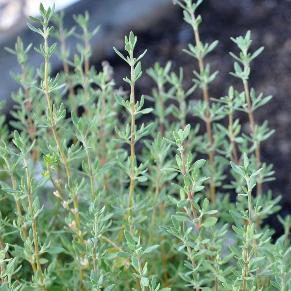 Hartstimjan aromatiskt, grågrönt bladverk. Halvbuske som bildar täta plantor