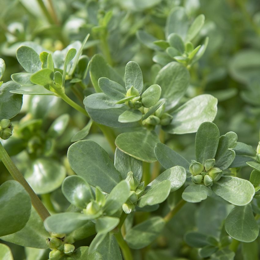 Trädgårdsportlak Grön Ljusgröna, suckulenta, krispiga blad, rika på E-vitamin,