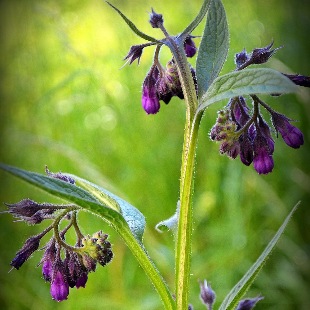 Äkta Vallört Långa, strävhåriga blad, trattformade, violetta blommor i knippene