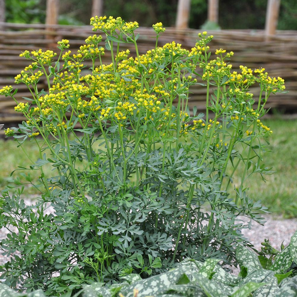 Vinruta, vintergrön halvbuske, blågrönt, aromatiskt bladverk, senapsgula blommor
