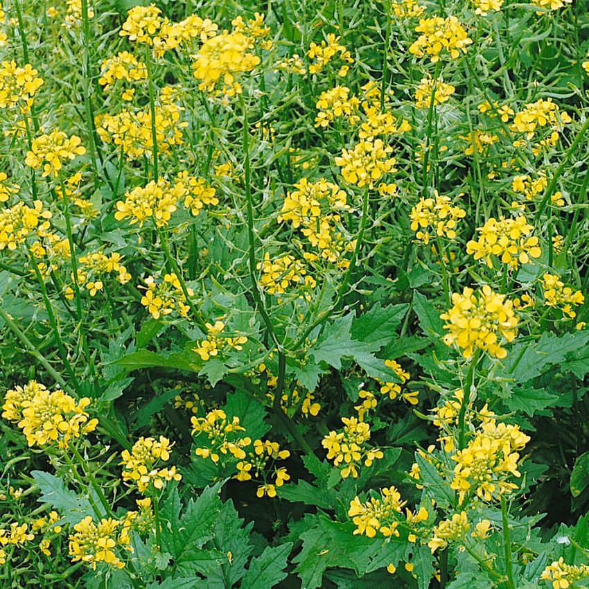 Vitsenap, gula blommor. Fröerna används till vanlig senap. Mycket lättodlad.