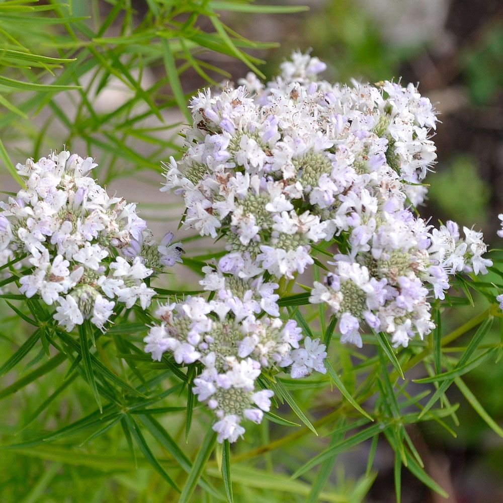  Amerikansk Ädelmynta, mintsmak och doft. Vita, dekorativa, blommor, dragväxt