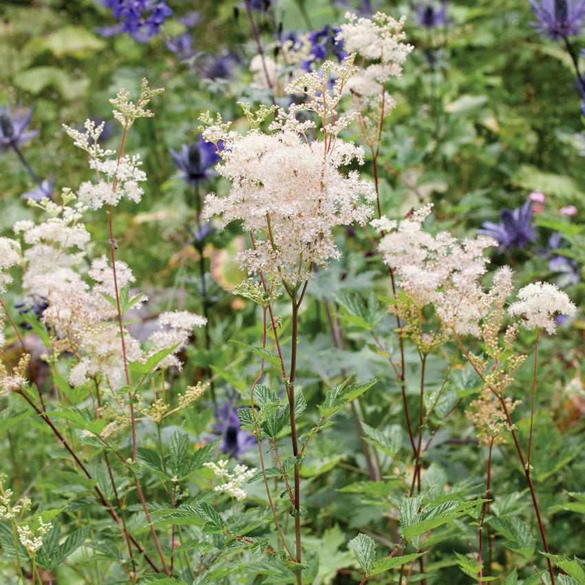 Älggräs, Högväxt med plymer av gräddgula, honungsdoftande blomknippen.