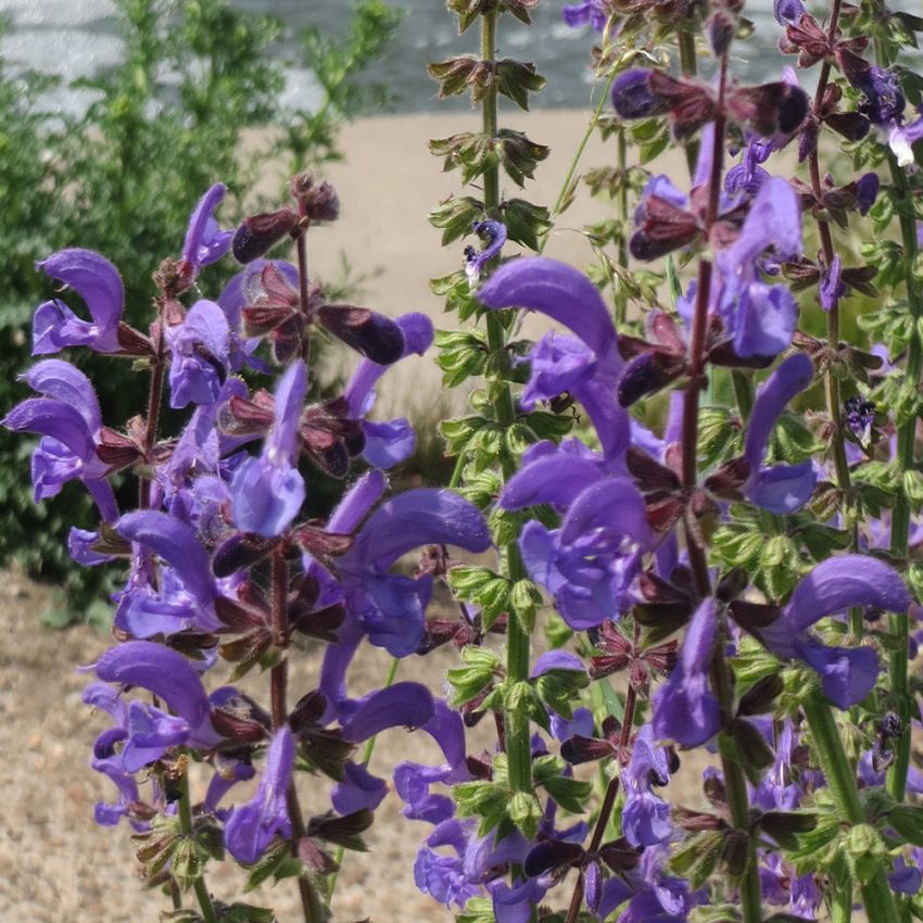 Ängssalvia, Gammal, sällsynt läkeväxt med blåvioletta blommor i kransar. 