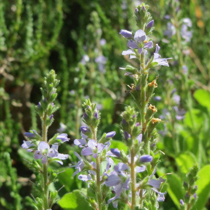 Ärenpris, Ljusblå-blåvioletta småblommor i smala, upprätta klasar. 