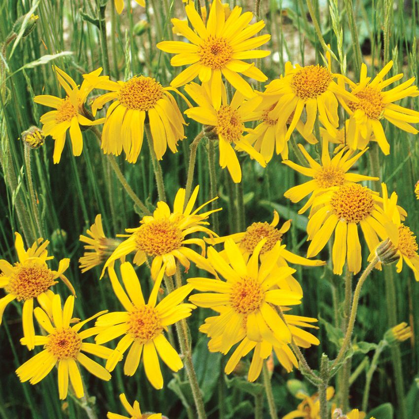 Slåttergubbe, doftande bladrosetter vid marken. Orangegula, stora korgblommor