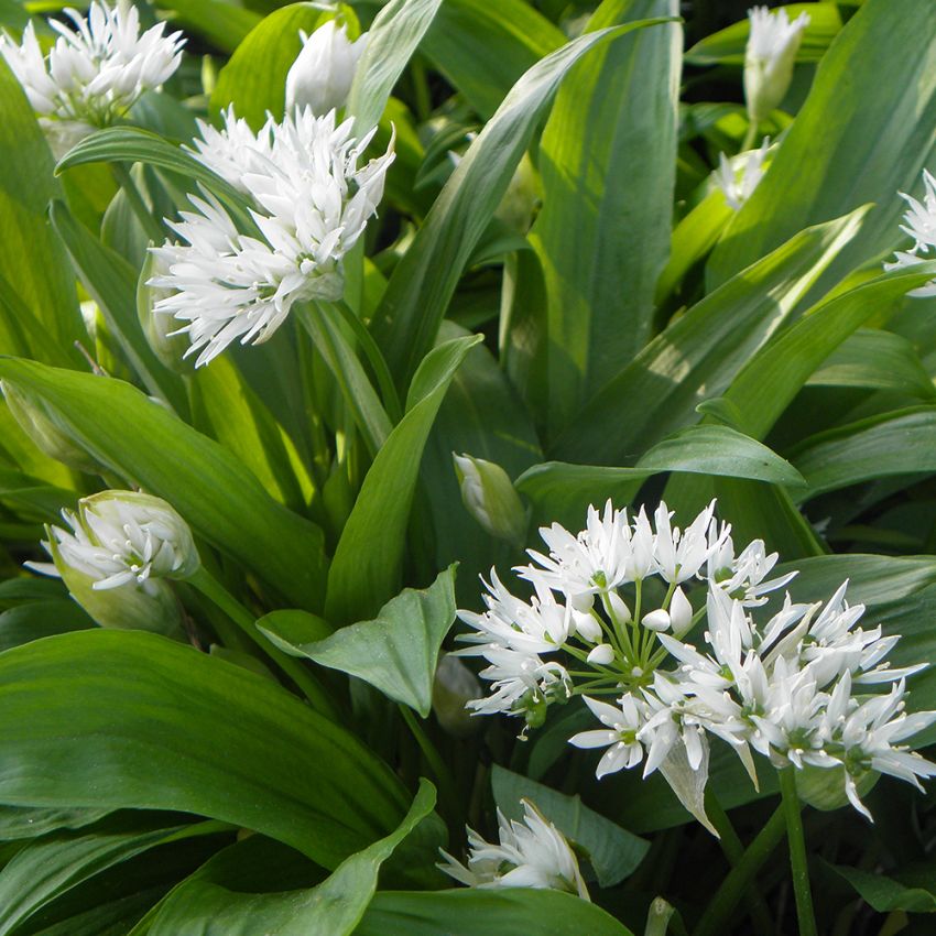 Ramslök, liljekonvaljlika blad och vita, stjärnlika blommor. Används som krydda.
