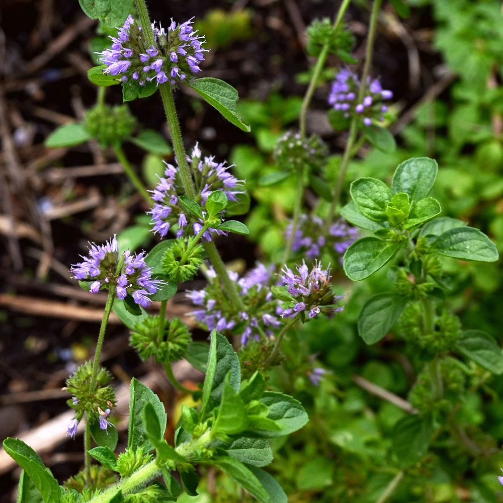 Polejmynta, marktäckande med rödvioletta blommor. Hela växten är väldoftande.