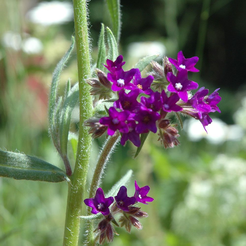 Oxtunga, Sträva, lansettlika blad, djupt blålila till rödvioletta blommor