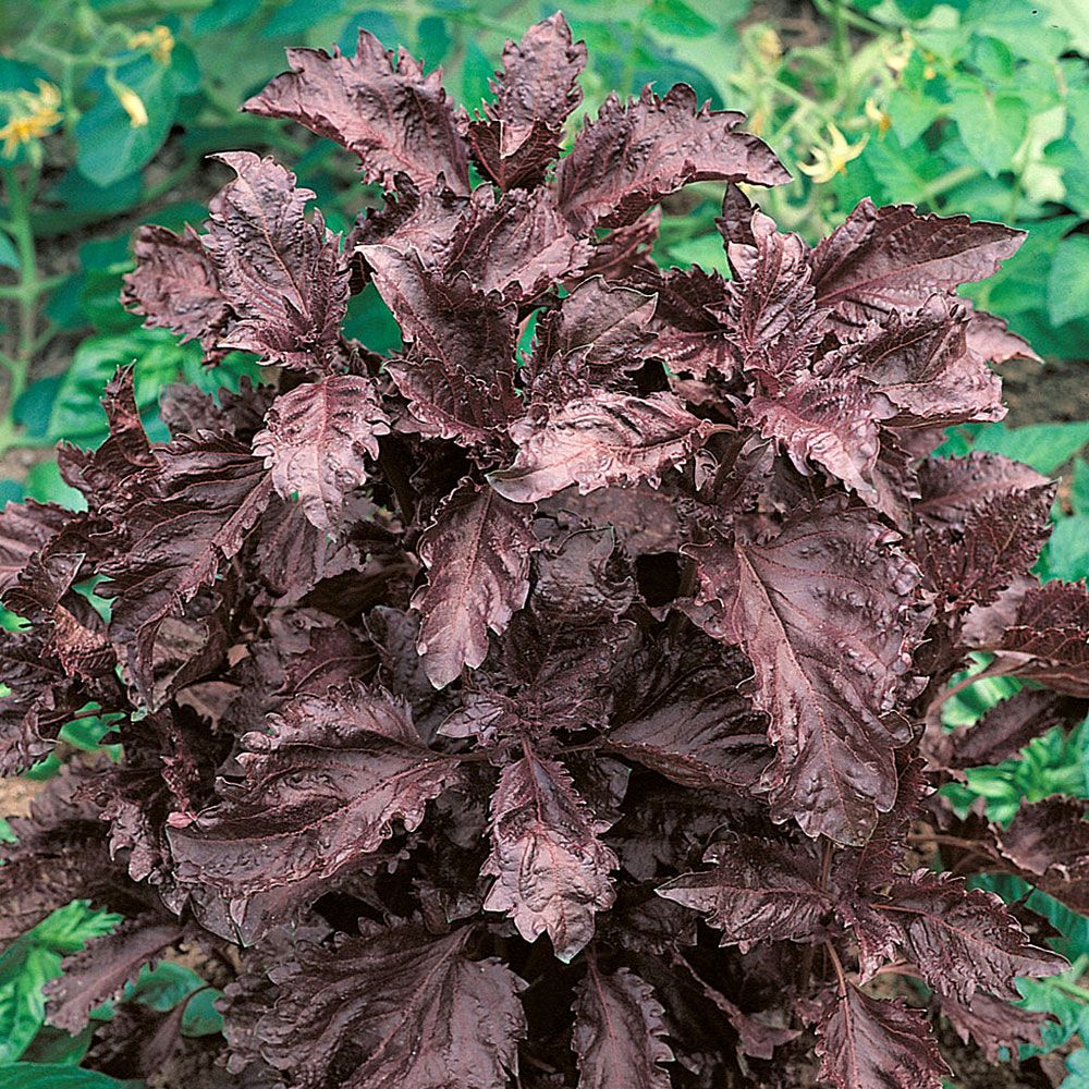 Purpurbasilika 'Purple Ruffles', Mörkt dekorativ, rödbladig basilika