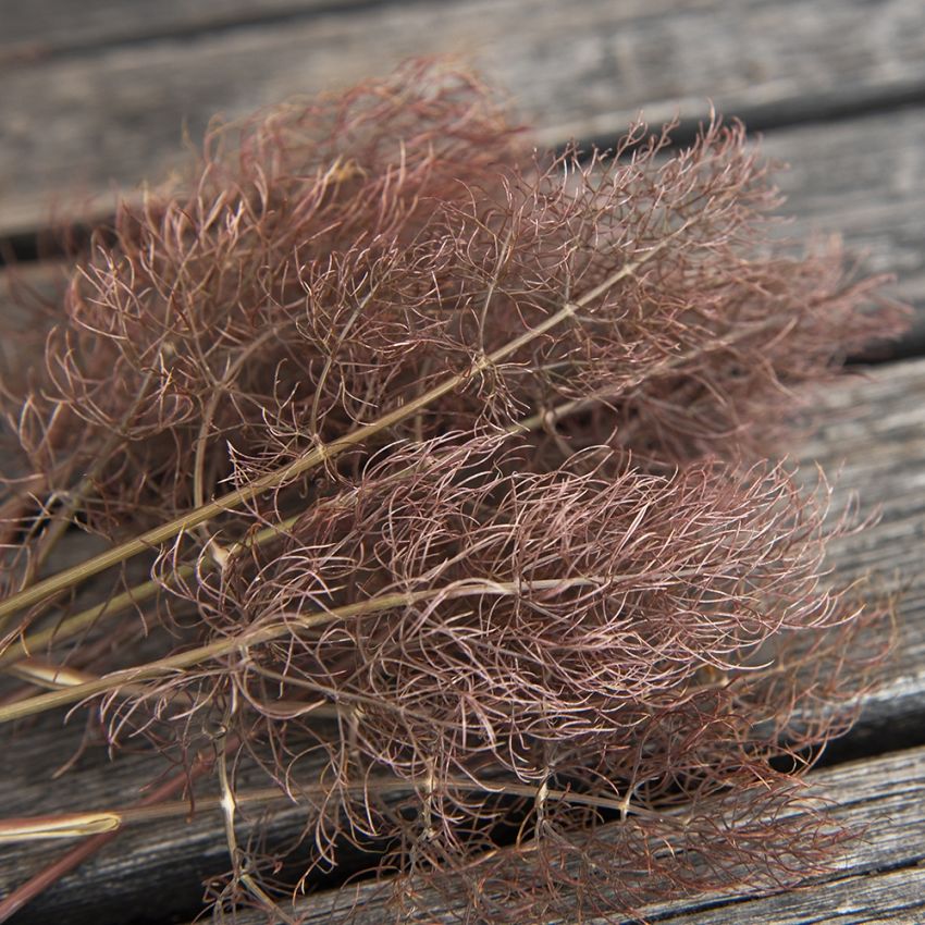 Bronsfänkål 'Smokey', Bronsfärgat, findelat bladverk, med små fröer 