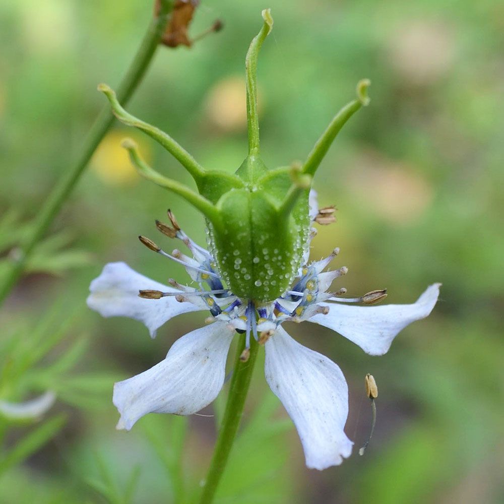 Svartkummin, Vita till blekt blå blommor och findelat bladverk.