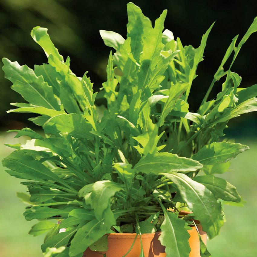 Italiensk Rucola, Vild Rucola. Smala, flikade blad med pepprig, pikant smak.