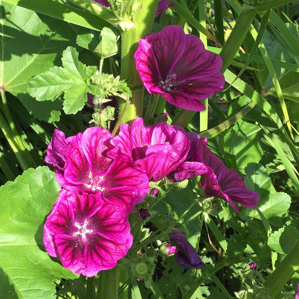 Mauritansk Rödmalva, Högväxt med vackra, mörklila, ådrade blommor.