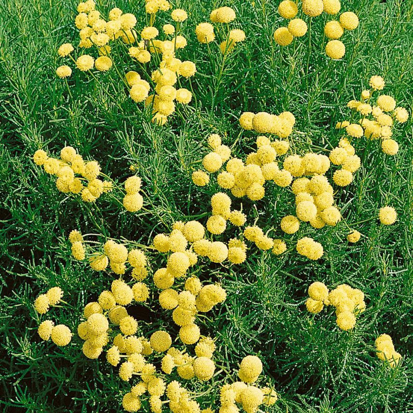 Grön Helgonört, Vintergrön gulblommande halvbuske med aromatiska blad.