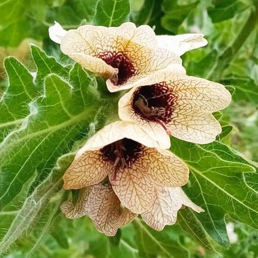 Bolmört, Flikade blad och brungula blommor med violett ådring.