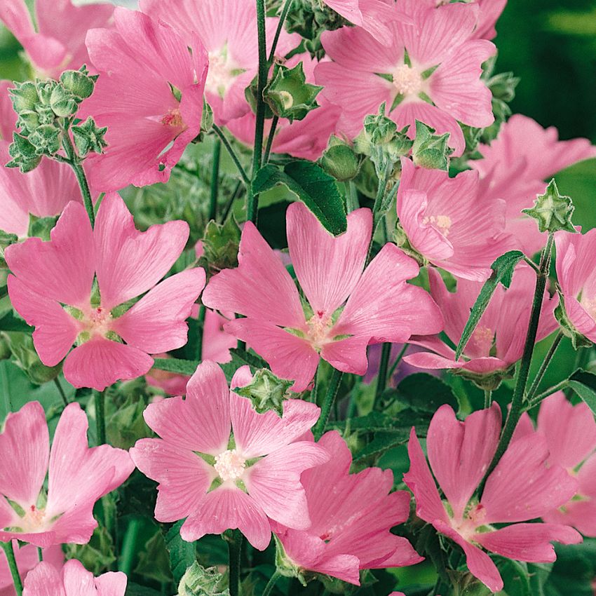 Gråmalva, Gröngråluden växt med purpurrosa, trattformade blommor.