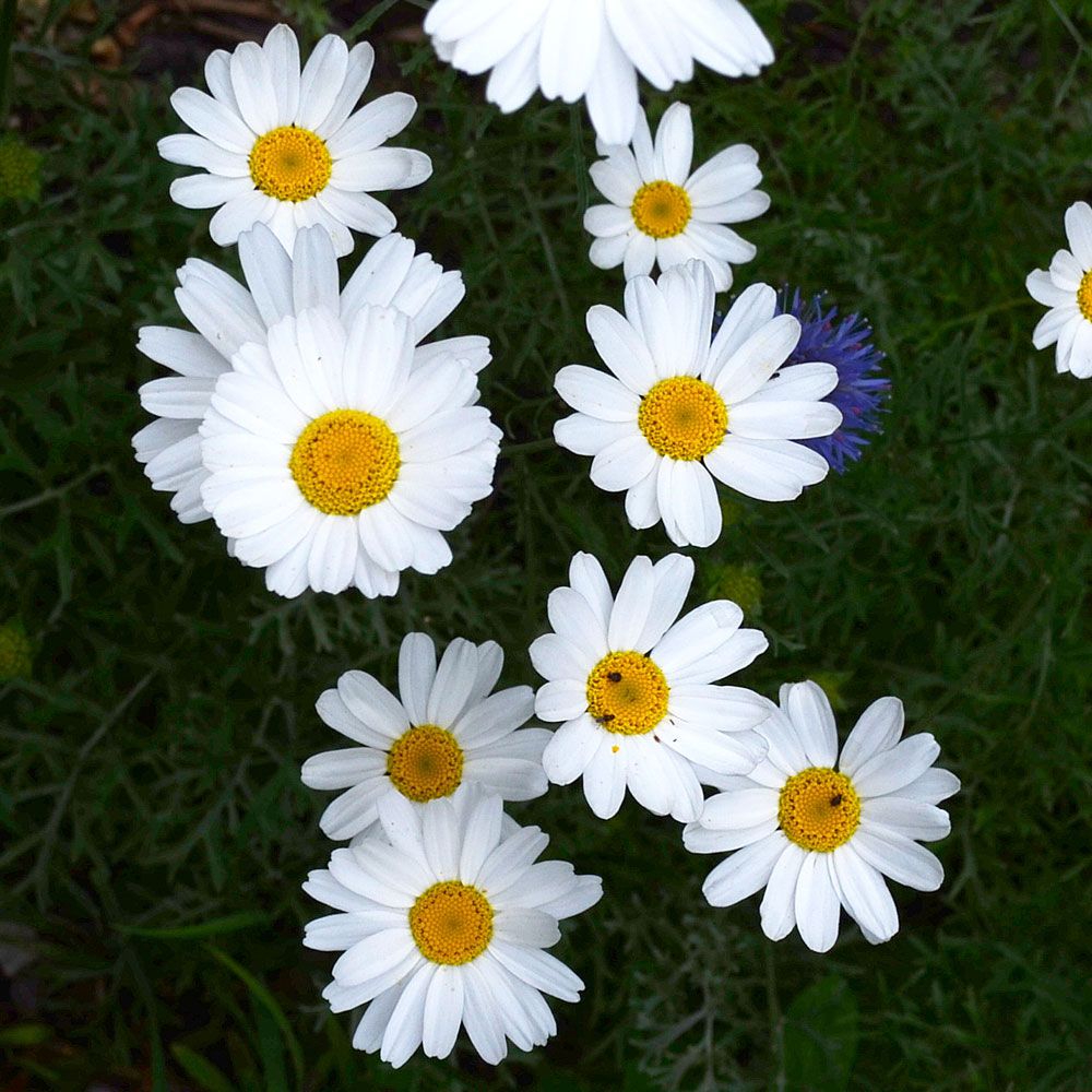 Dalmatinerkrage, håriga stjälkar, silverfärgat bladverk. Vita blommor, gul mitt.