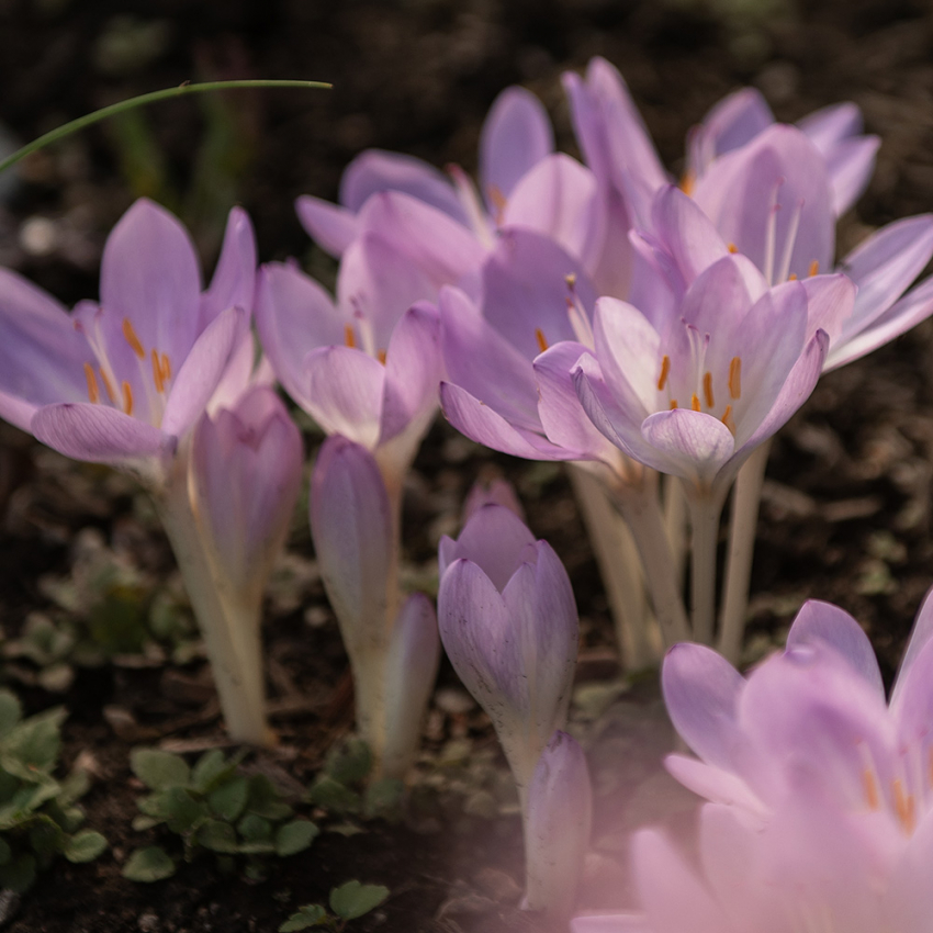 Tidlösa, Krokuslik, knölbildande växt. Lilarosa blommor. Läkeväxt.