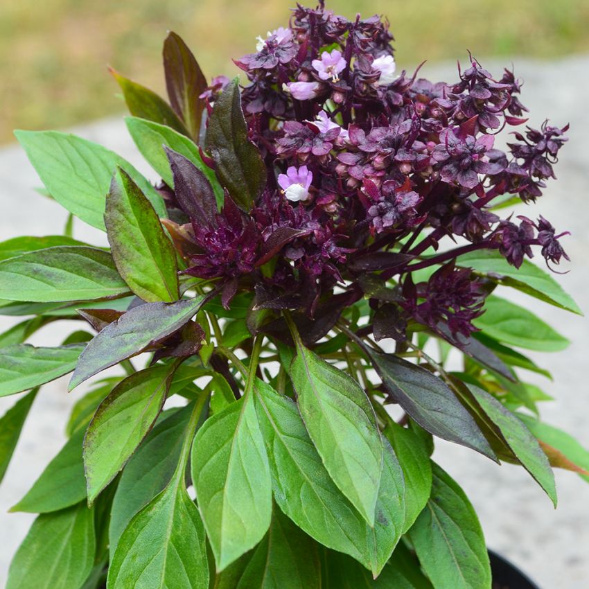 Thaibasilika Siam Queen, Orientalisk basilika, lakritsarom. Purpurlila blommor.