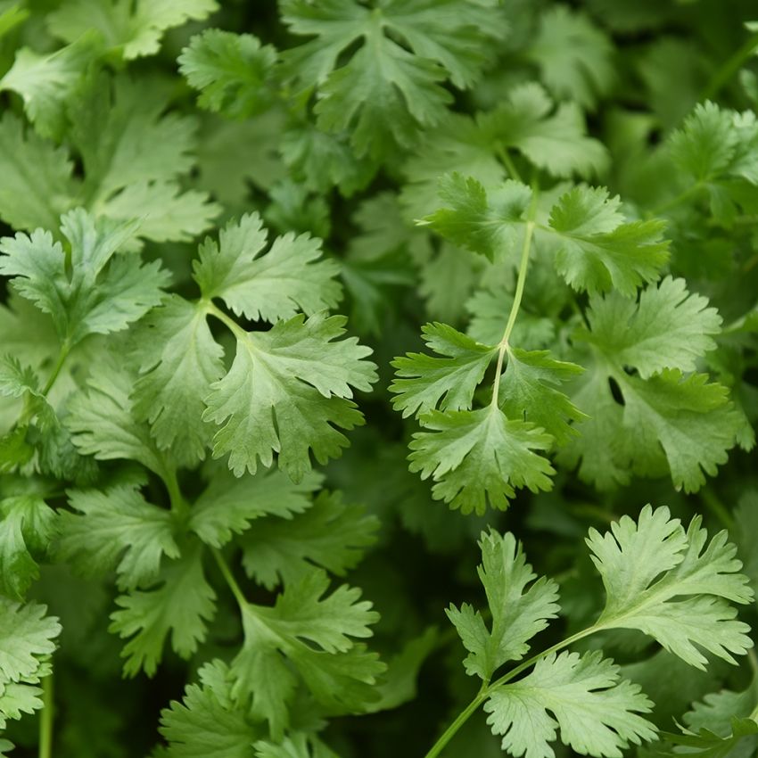 Koriander 'Caribe' Asiatisk örtkrydda med aromatiska, finflikiga, gröna blad