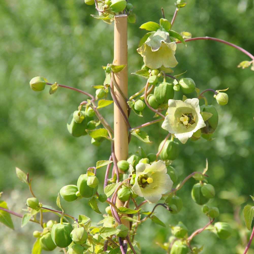 Fattigmans Ginseng, buskigt, halvslingrande växtsätt. Gulvita klockblommor.