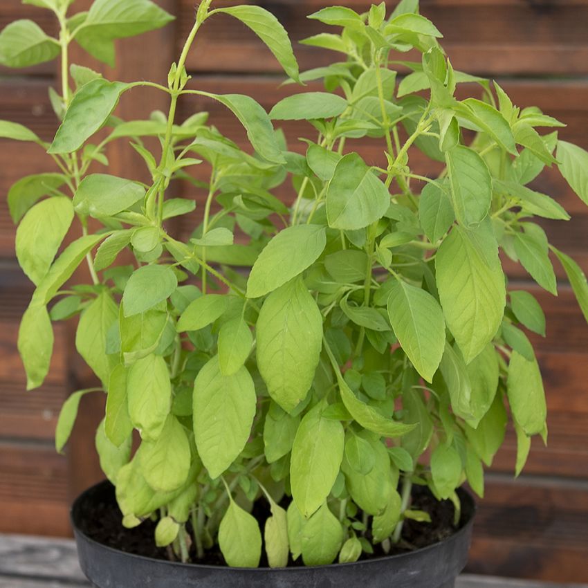 Limebasilika, Speciell sort med gröna småblad. Distinkt limearom. Krukodlas.