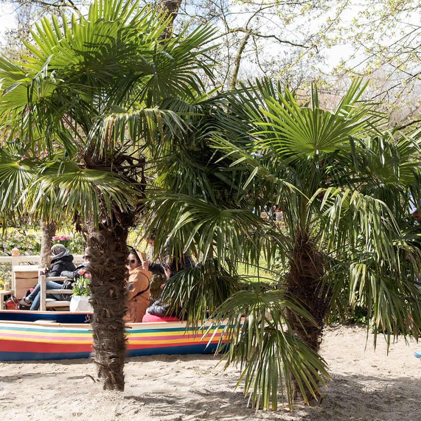 Väderkvarnspalm, Stora, solfjäderformade blad. En palmart som kan odlas utomhus.
