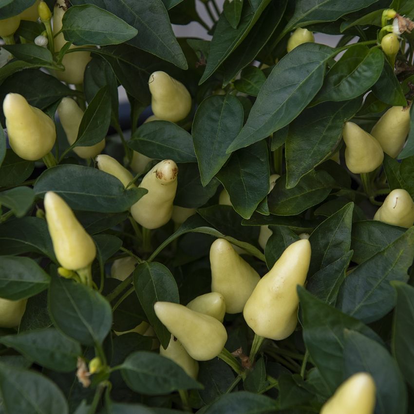 Tabascopeppar ''Capela White'', Dekorativa frukter som mognar från vitt till lil