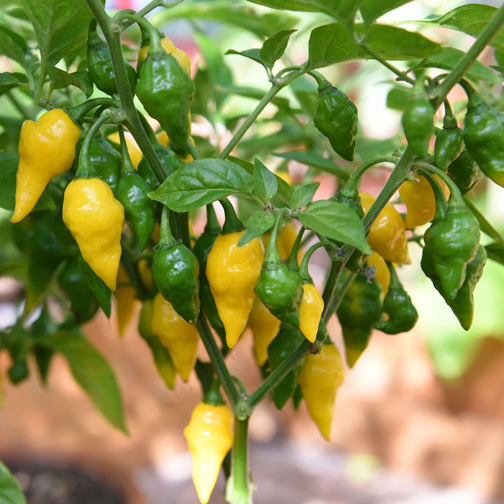 Havannapeppar 'Habanero Hot Lemon' små gula citronformade frukter. Rikgivande