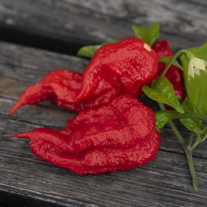 Havannapeppar 'Carolina Reaper', Knottriga, röda frukter med den karaktäristiska gadden som nästan signalerar hetta.