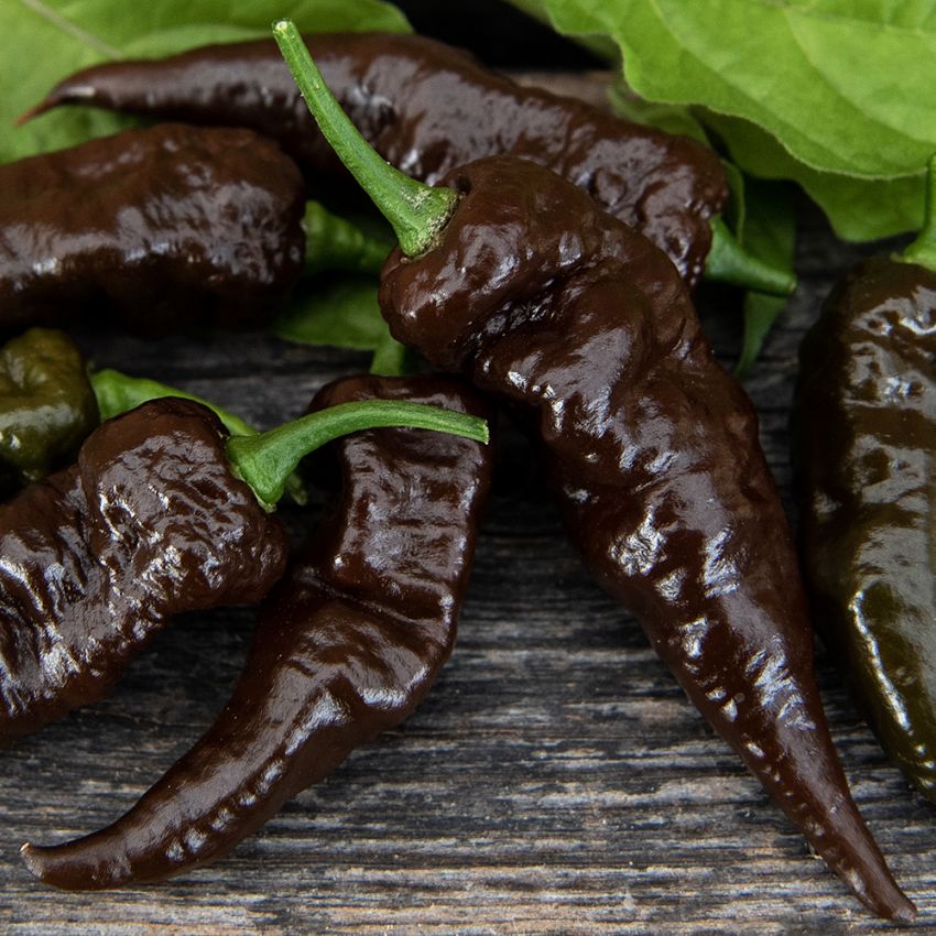 Havannapeppar 'Naga Black', Mörkt purpurbruna till näst intill svarta, avlånga och rynkiga frukter.