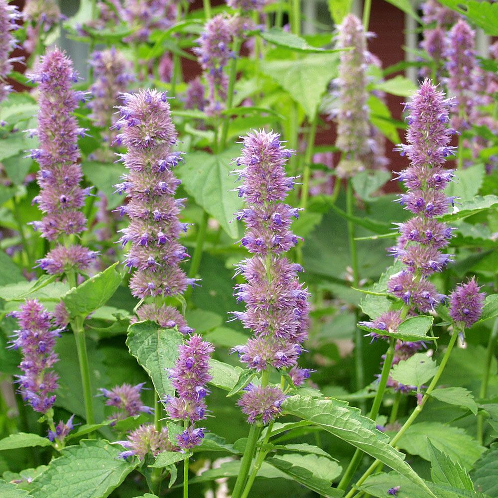 Koreansk Anisisop, Ostasien. Purpurrosa blomspiror och spetsiga, tandade blad