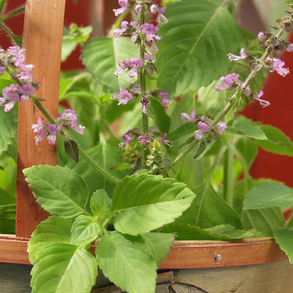 Vaniljbasilika Vanilla Spice, limegröna blad och lila små blommor. Smakar vanilj