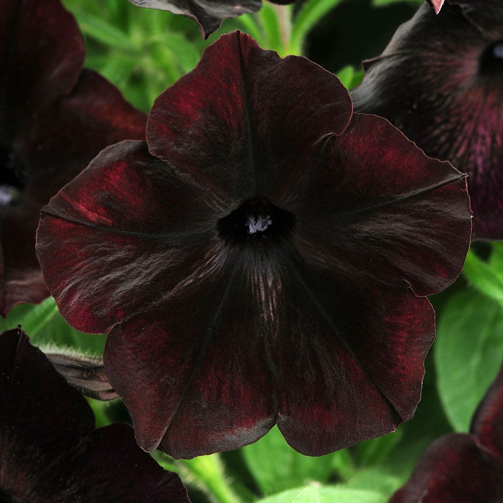 Petunia F1 ''Debonair Black Cherry'' Svarta blommor med vinröda undertoner. 