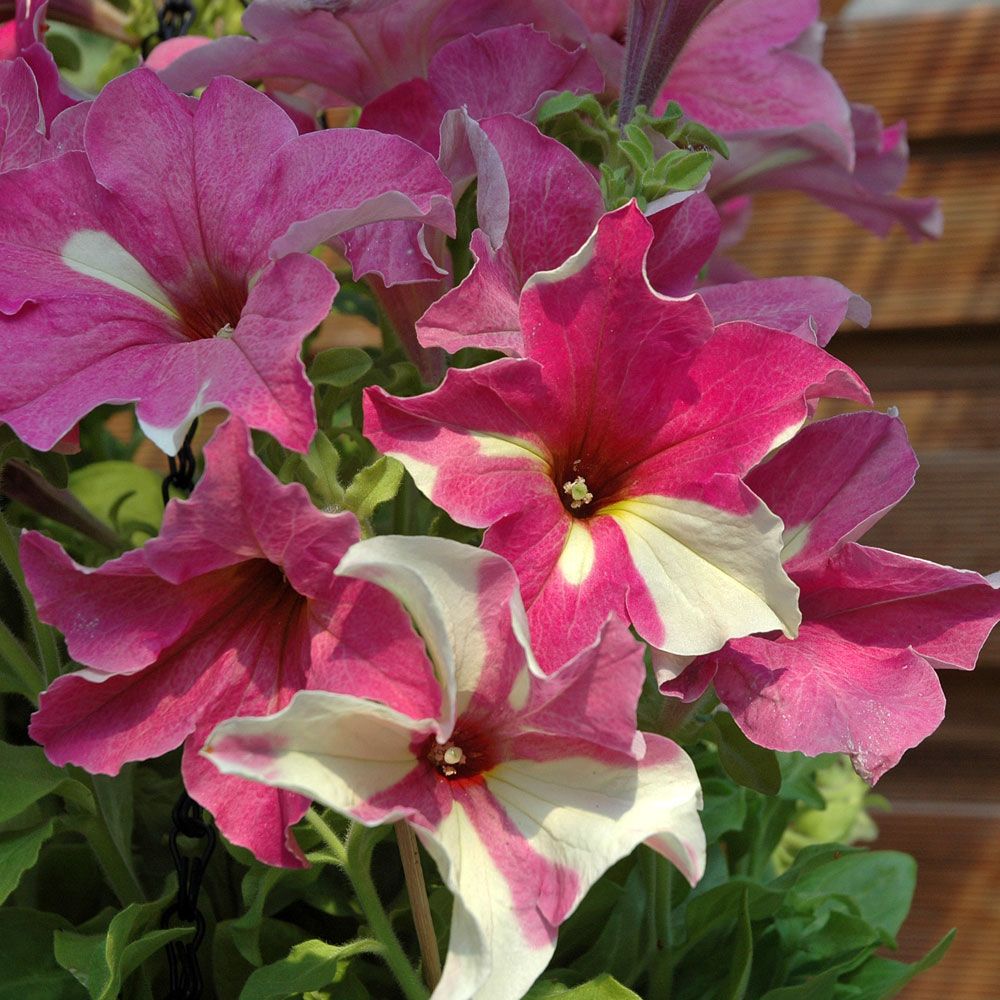 Petunia F1 Sophistica Lime Bicolor, trumpetliknande, oregelbundna i rosa/vitt 