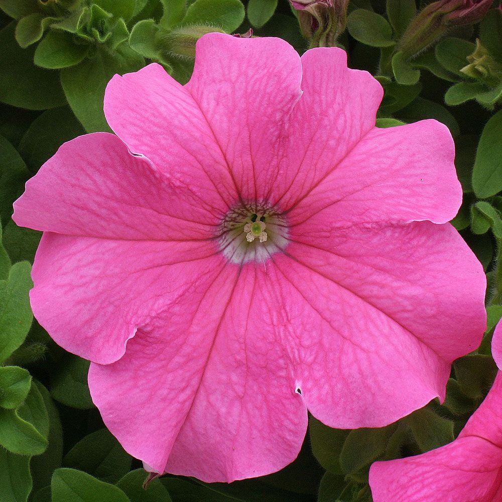 Petunia F1 'Prism Pink', Enfärgad, intensivt klarrosa. Storblommande kompakta
