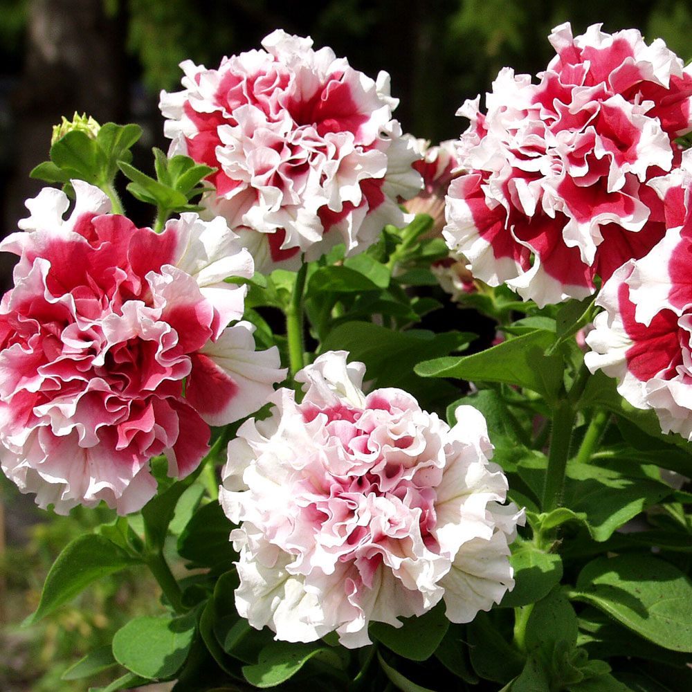 Petunia F1 Pirouette Soft Red & White, doftande, ljust röda med vit kantbård