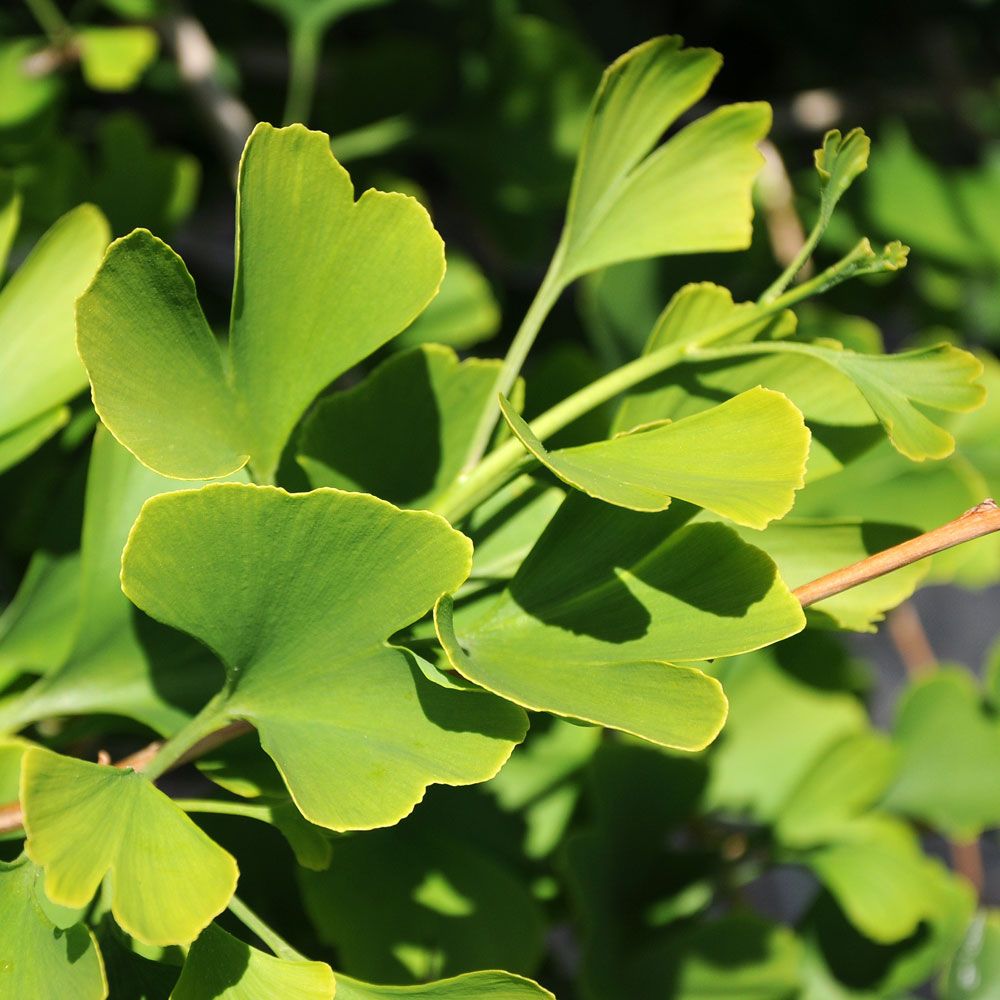 Ginkgo, ovanliga blad i solfjäderform. En av världens mest uppmärksammade växt. 