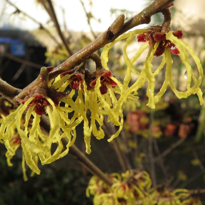 Amerikansk Trollhassel, Äggrunda blad med gul höstfärg. Egendomliga gula blommor