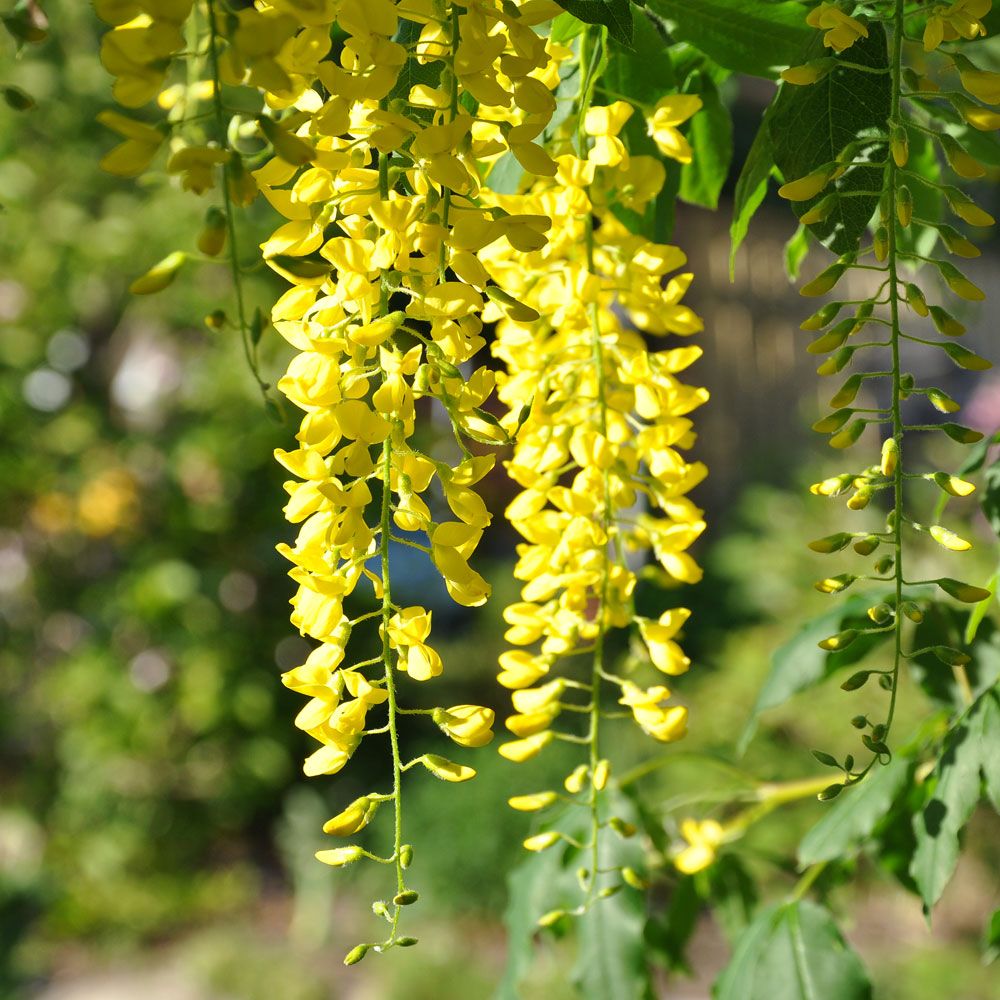 Alpgullregn - vacker buske med mängder av gula blomhängen. Lättodlad.