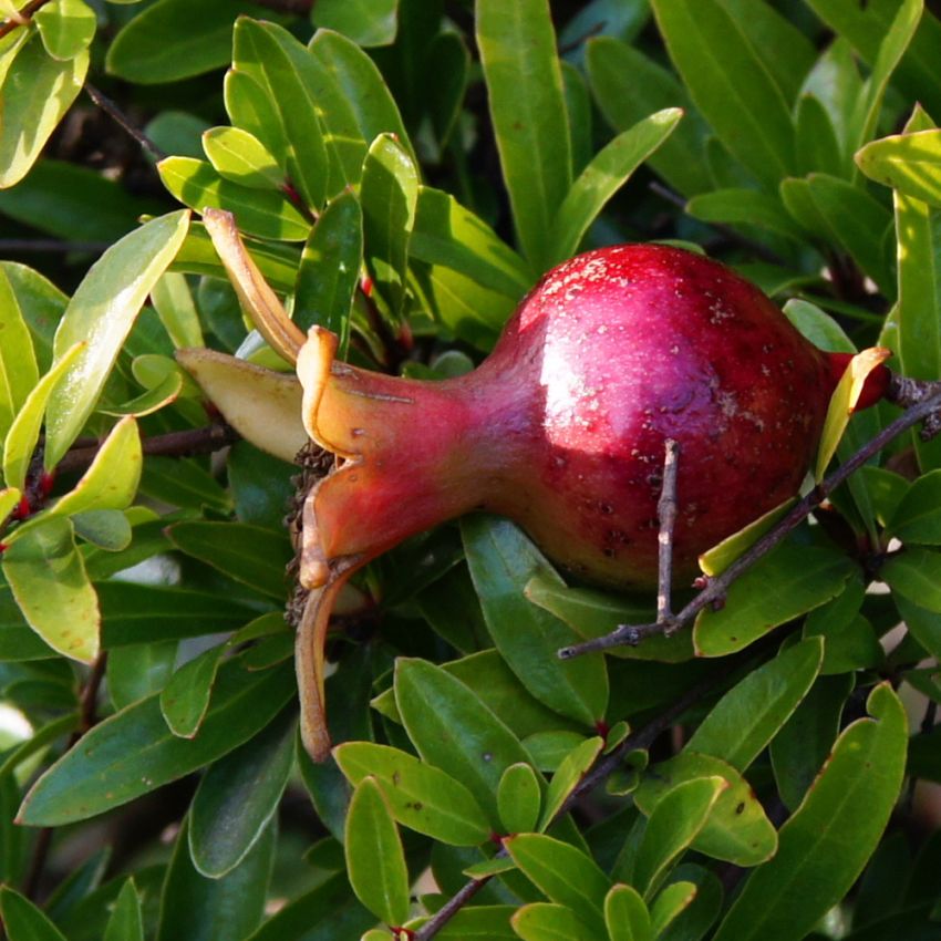 Dvärggranatäpple 'Nana', Buskväxande krukväxt som får små röda-gula granatäpplen