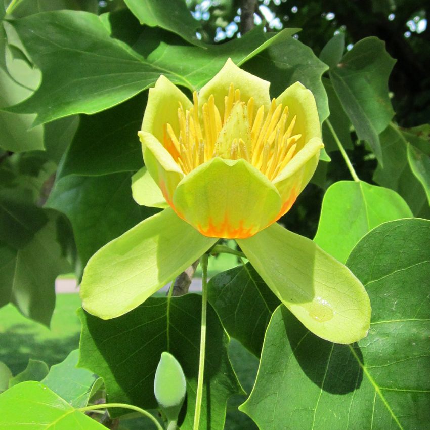 Tulpanträd. Ljusgröna, flikade blad med blågrön undersida. Tulpanlika blommor.