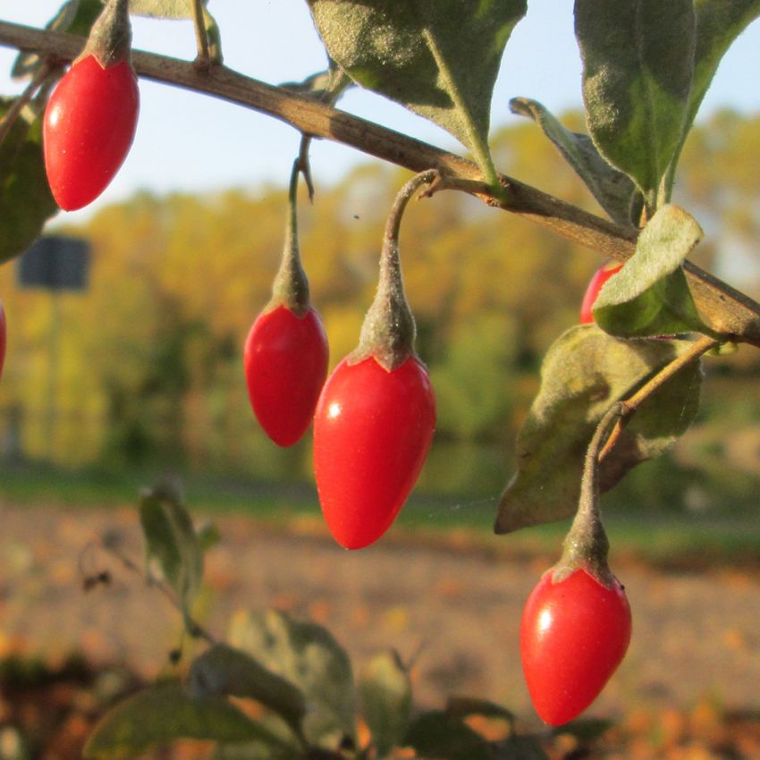 Bredbladigt Bocktörne, buske med yvigt växtsätt. Lila blommor, orange frukter