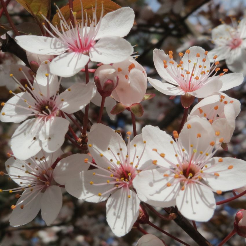 Körsbärsplommon. Större träd eller buske med rosa-vita blommor. Söta frukter.