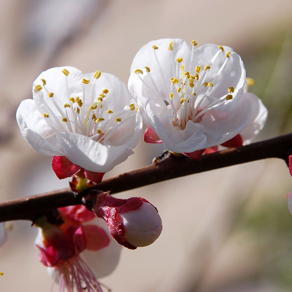 Mandelträd. Skära blommor på bar kvist. Sammetslena, frukter med mandel i.