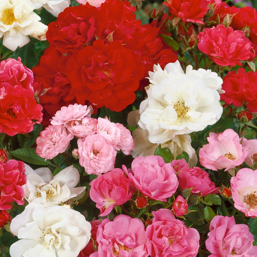 Miniatyrros 'Angel Rose'. Krukros med röda, rosa och vita hel- halvdubbla rosor.