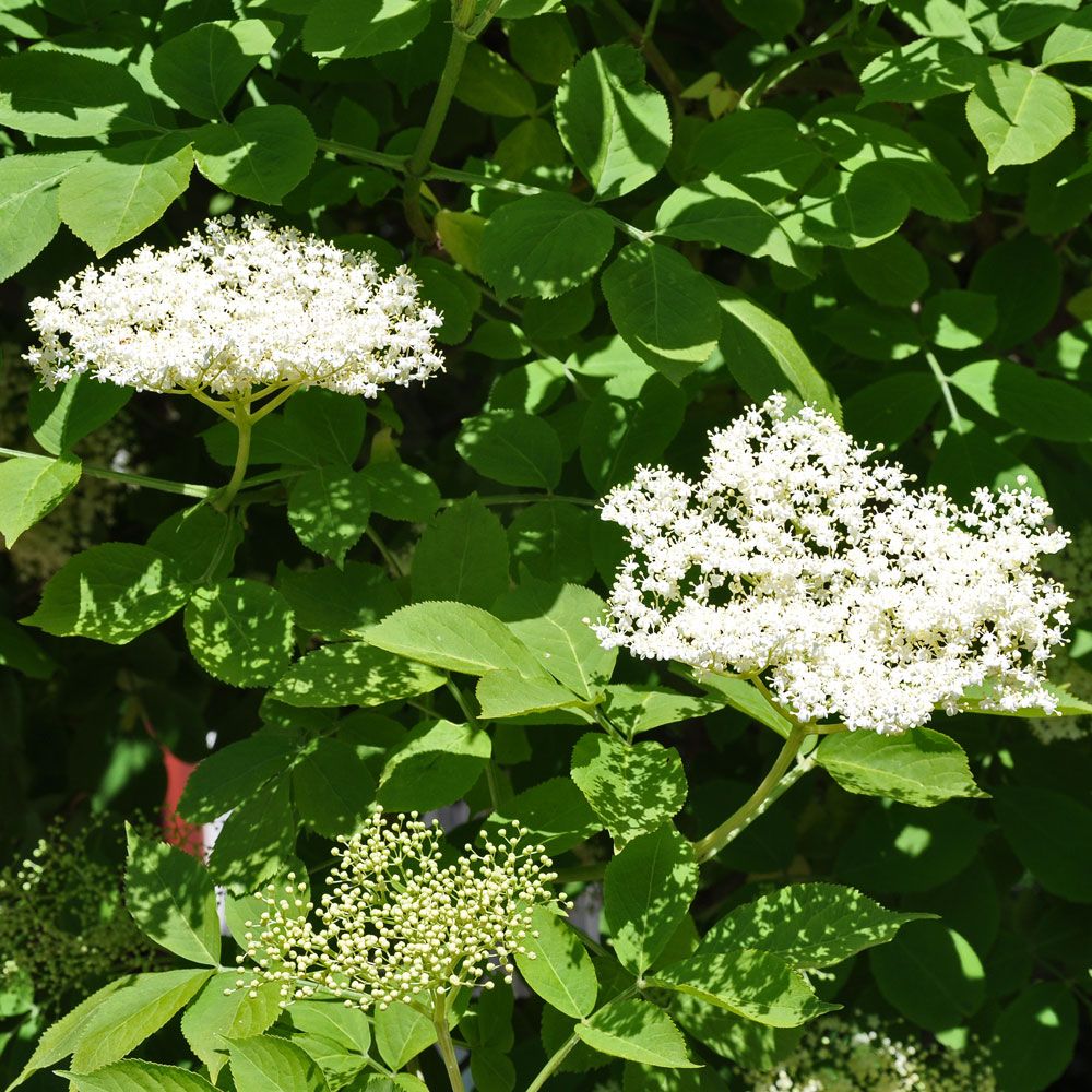 Äkta Fläder. Dekorativ, parbladig buske med gulvita, doftande flockblommor.